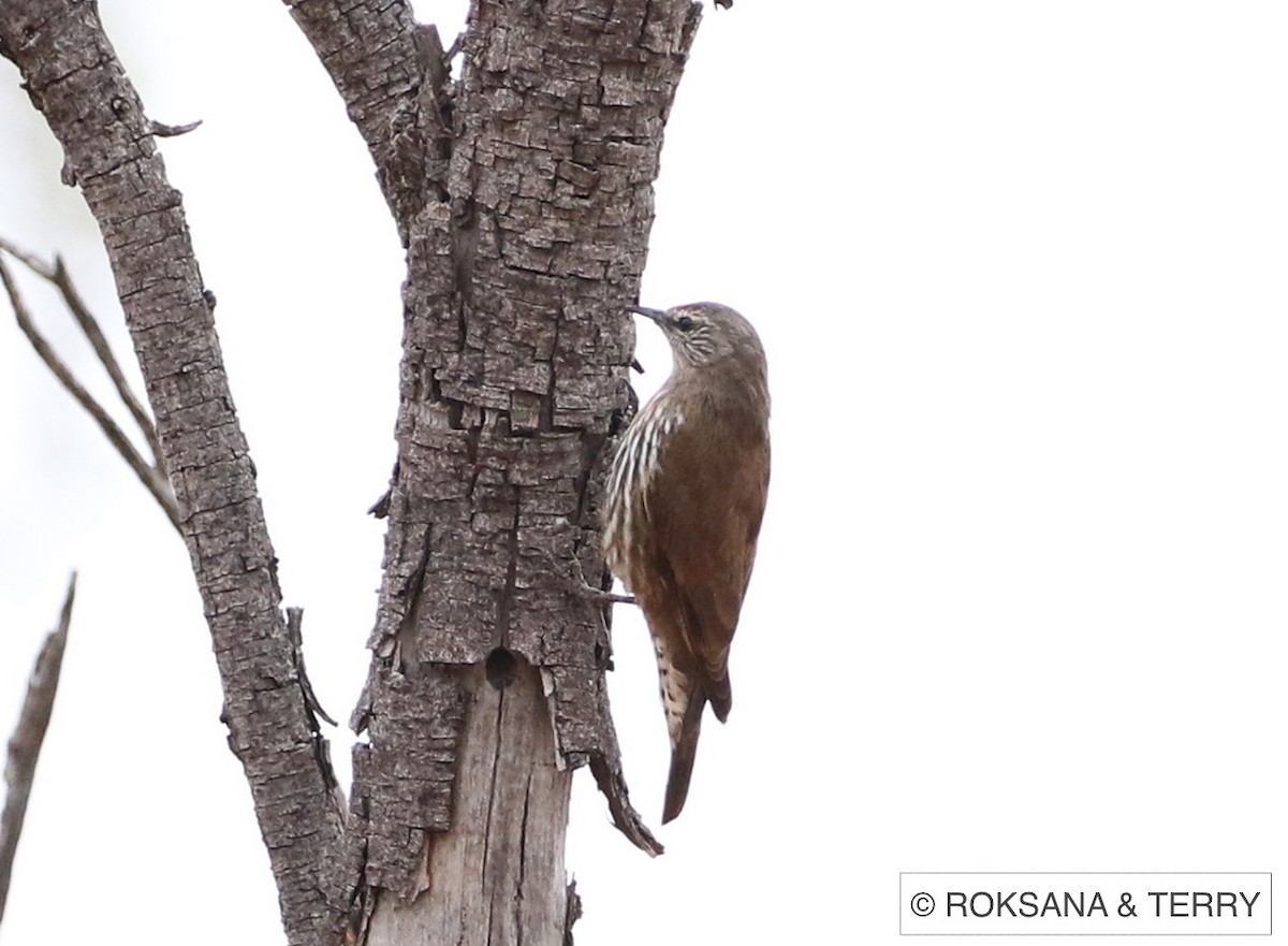 White-browed Treecreeper - ML56741861