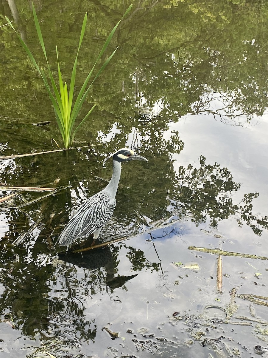 Yellow-crowned Night Heron - ML567418731