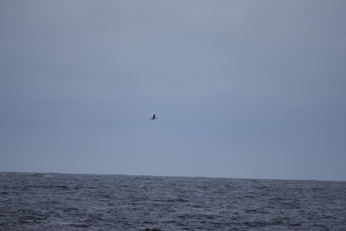 Northern Gannet - Jimmy  Welch