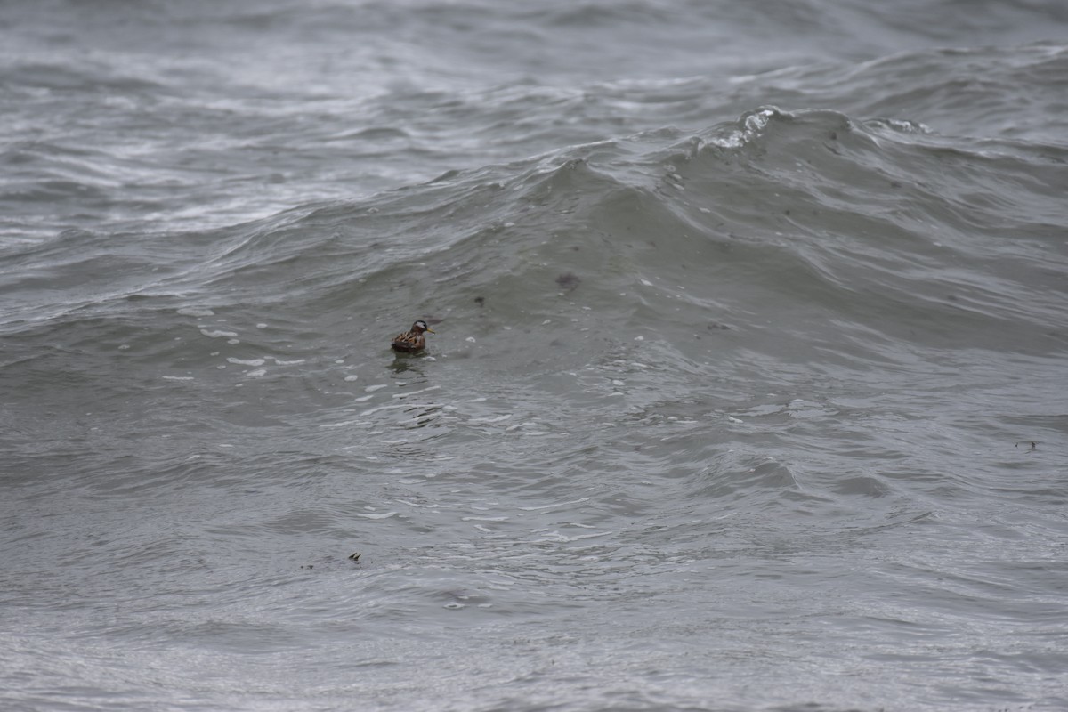 Red Phalarope - ML567419861