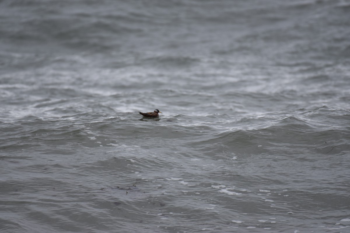 Red Phalarope - ML567419871