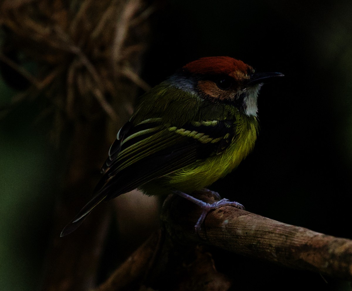 Rufous-crowned Tody-Flycatcher - ML567420341