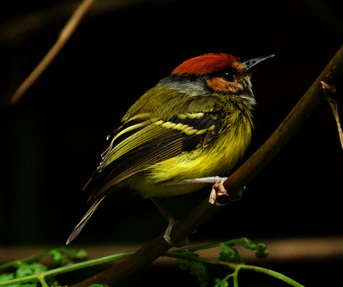 Rufous-crowned Tody-Flycatcher - ML567420351