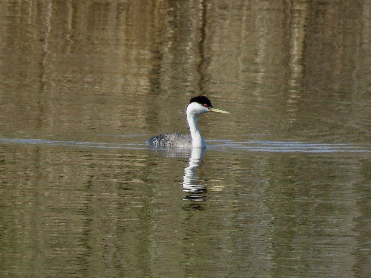 Western Grebe - ML567420371