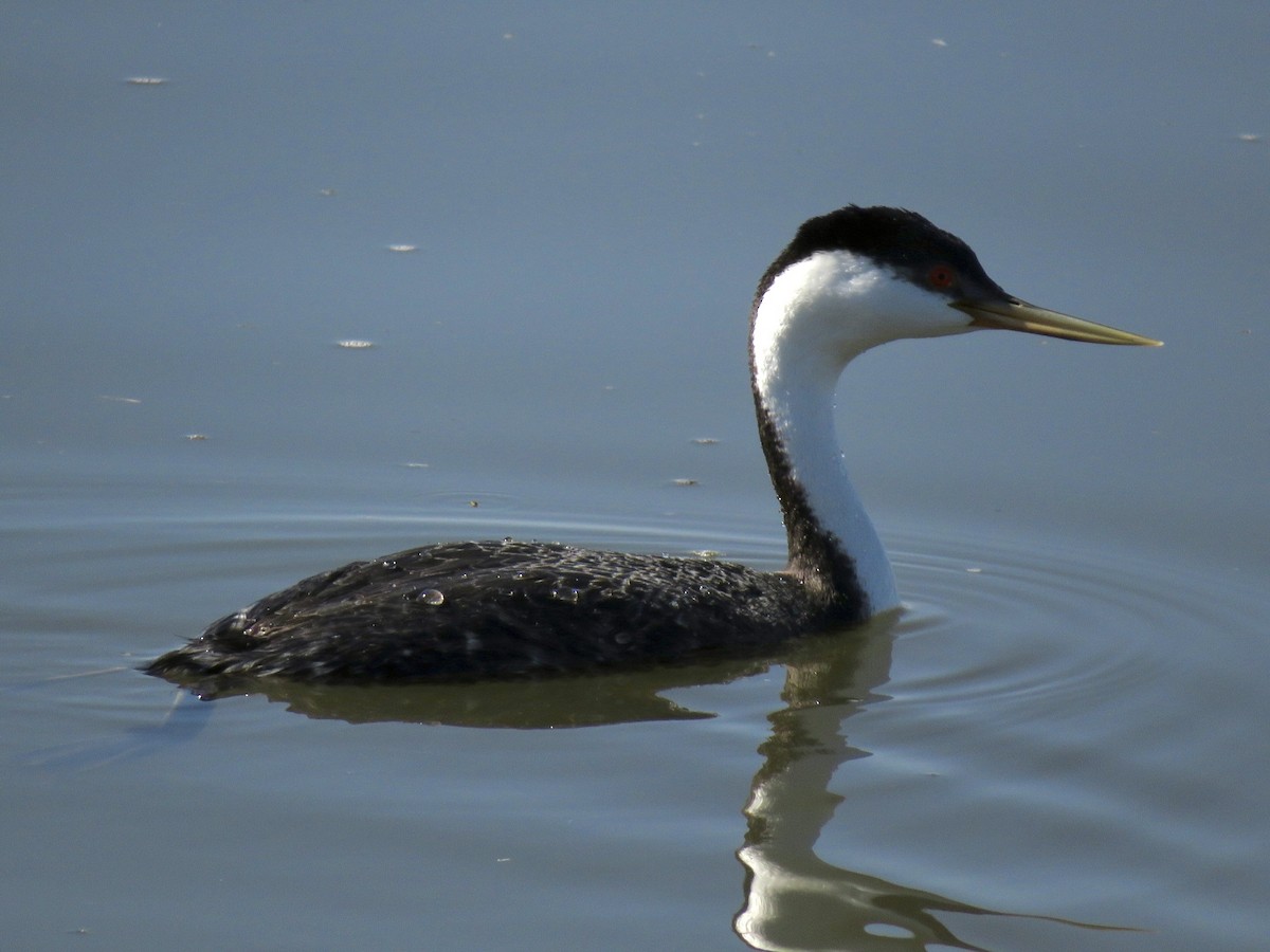 Western Grebe - ML567420381