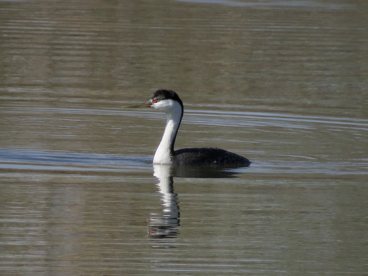 Western Grebe - ML567420401