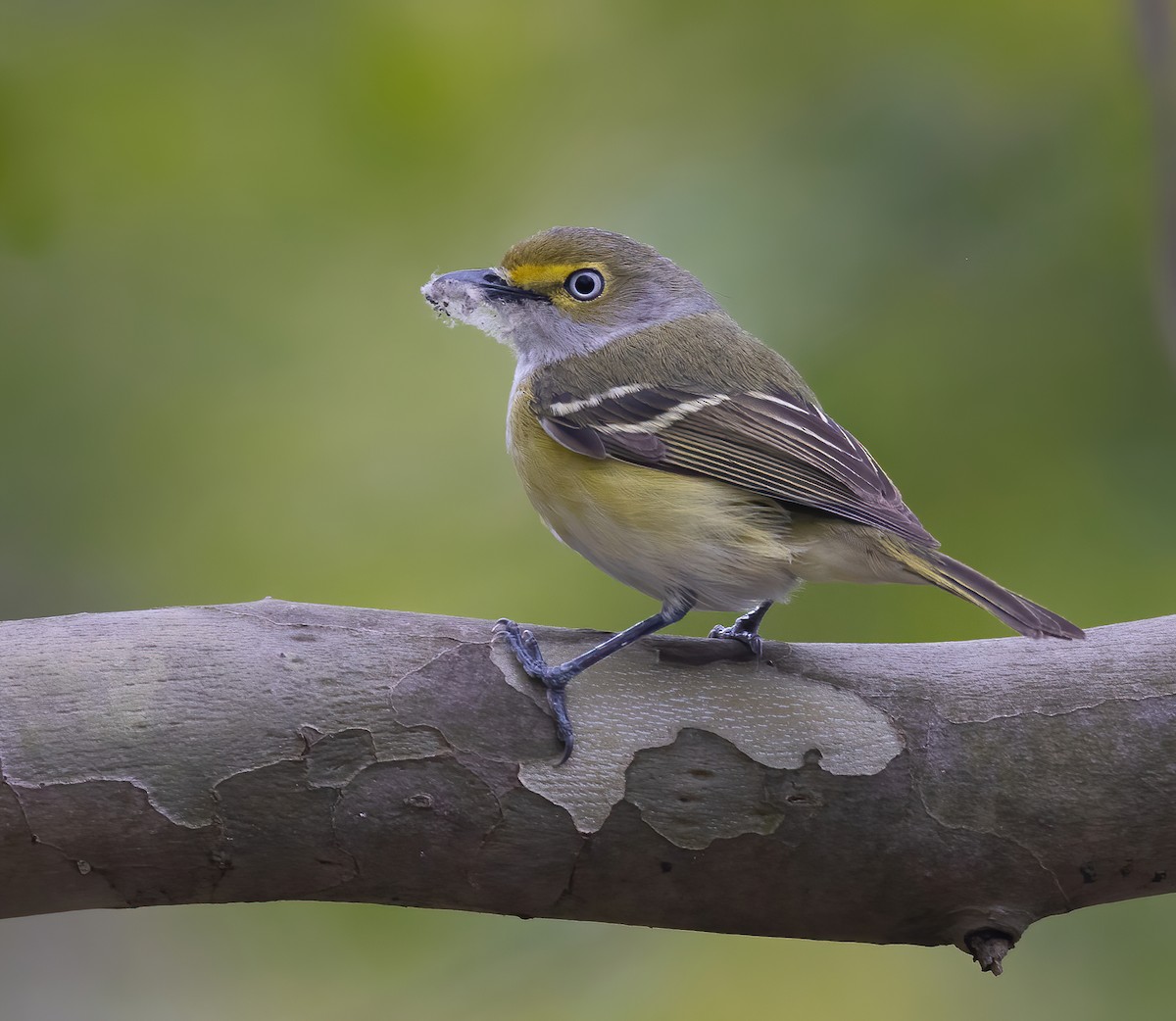 White-eyed Vireo - Josh Cooper