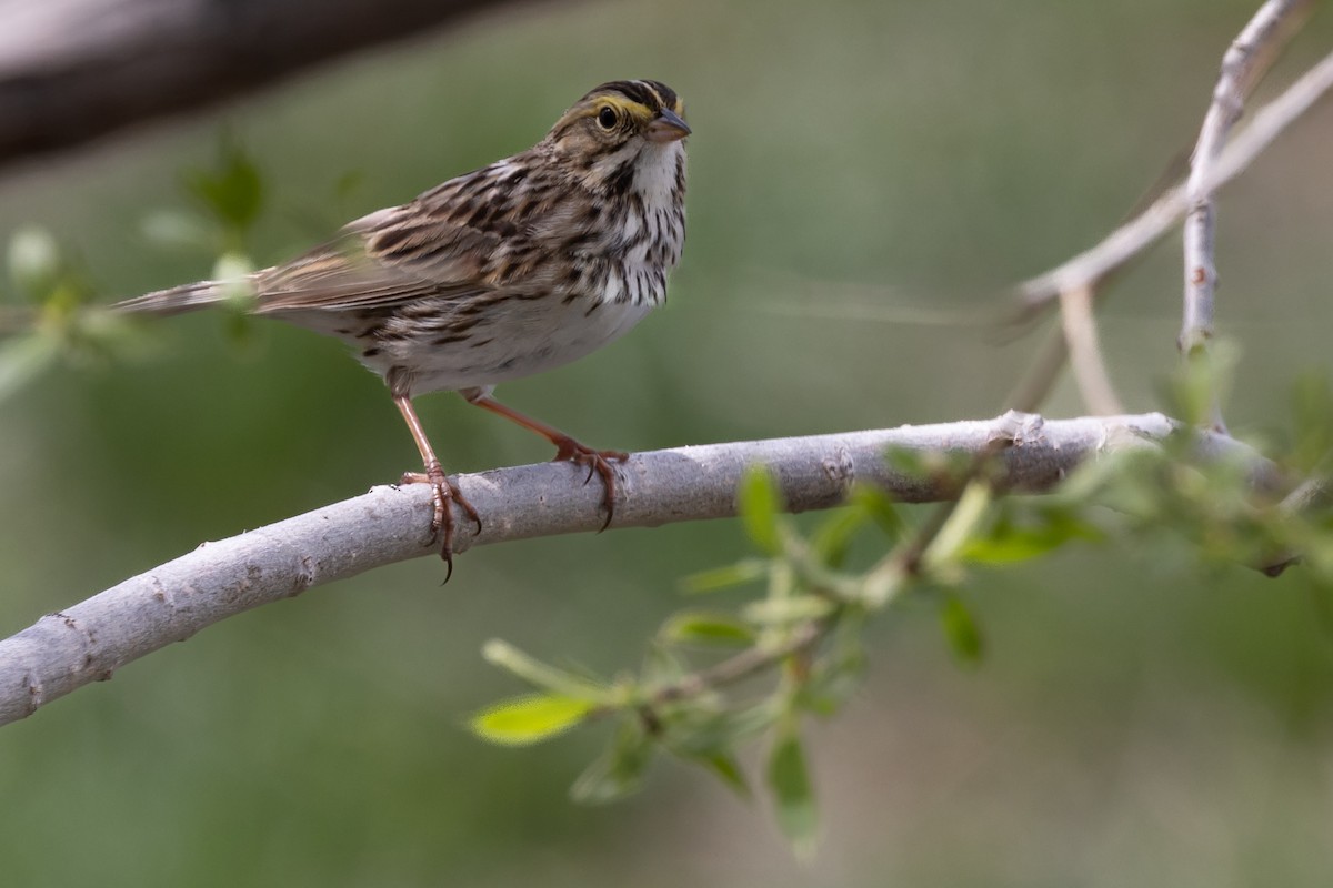 Savannah Sparrow - ML567420551