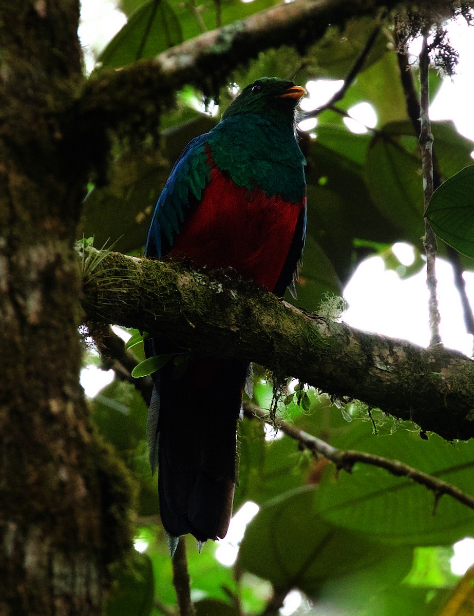 Golden-headed Quetzal - David Ascanio