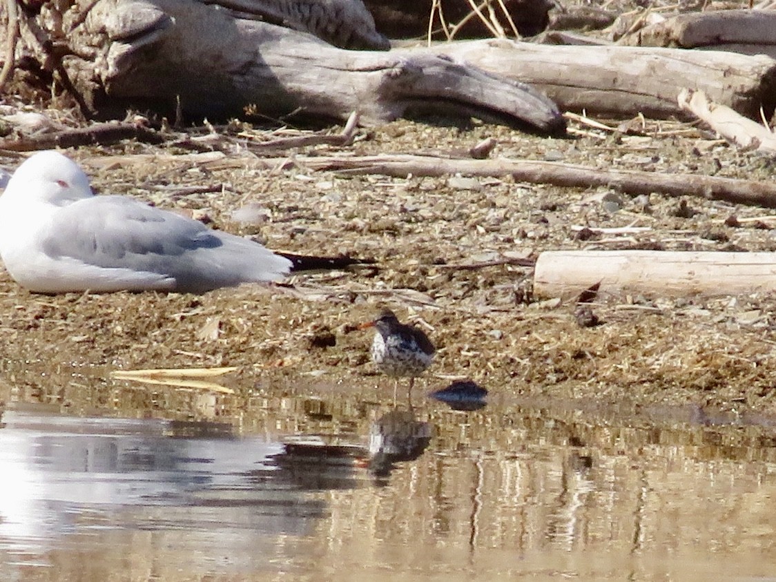 Spotted Sandpiper - Jason Petersheim