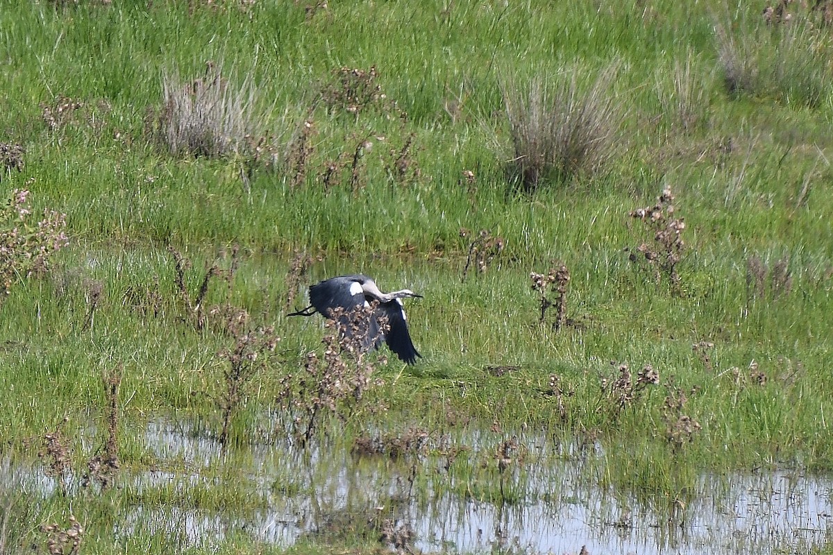 Pacific Heron - Terence Alexander