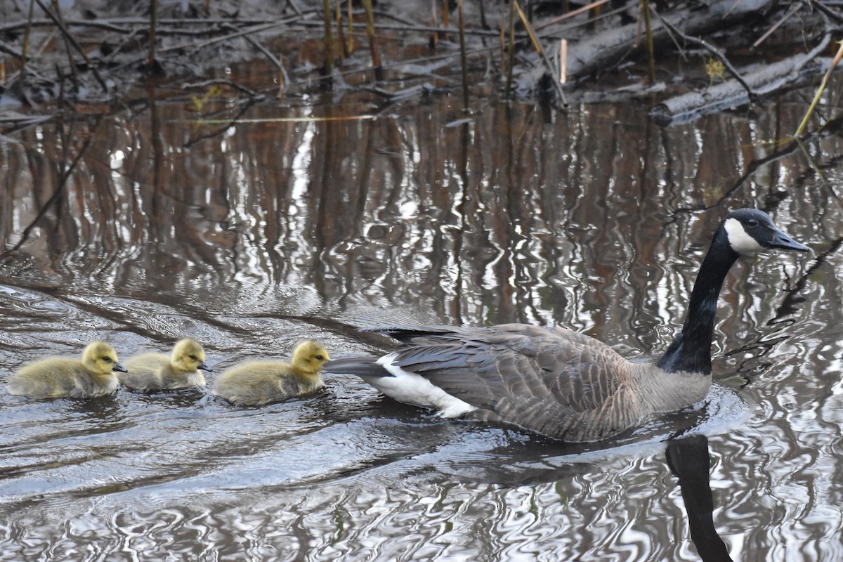 Canada Goose - ML567422401