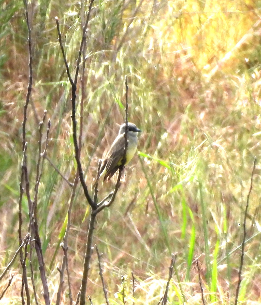 Cassin's Kingbird - ML567422521