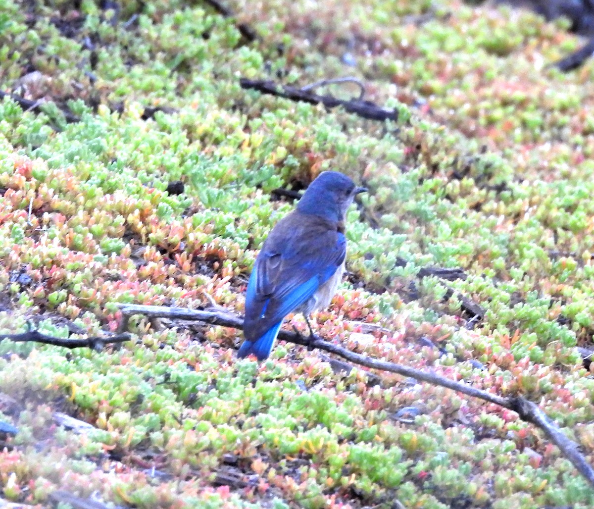 Western Bluebird - ML567422761