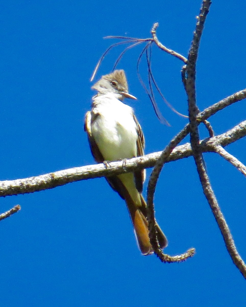 Ash-throated Flycatcher - ML56742311