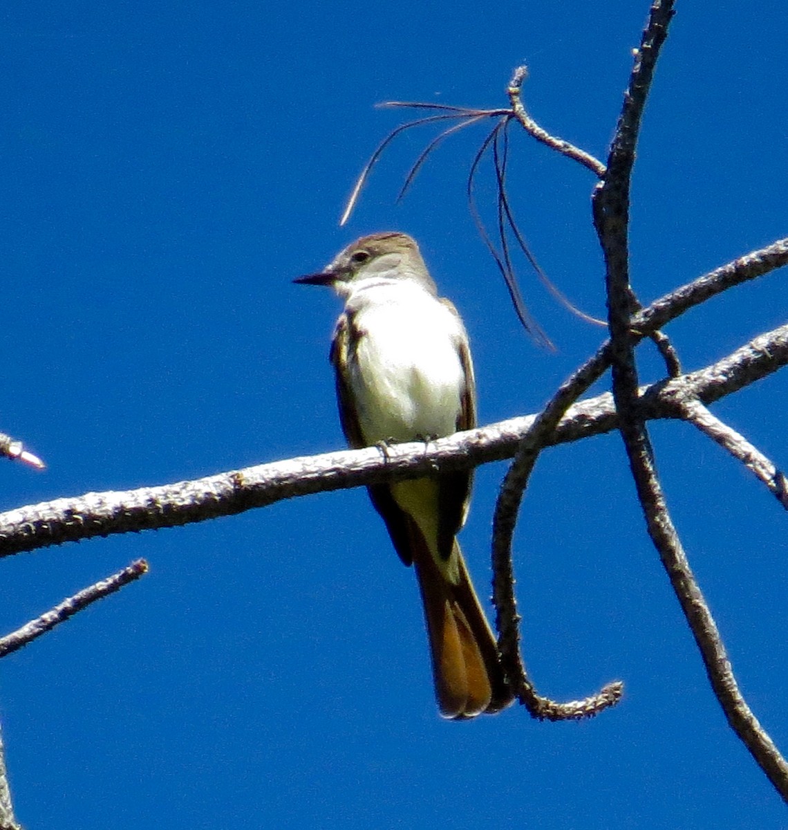 Ash-throated Flycatcher - ML56742341