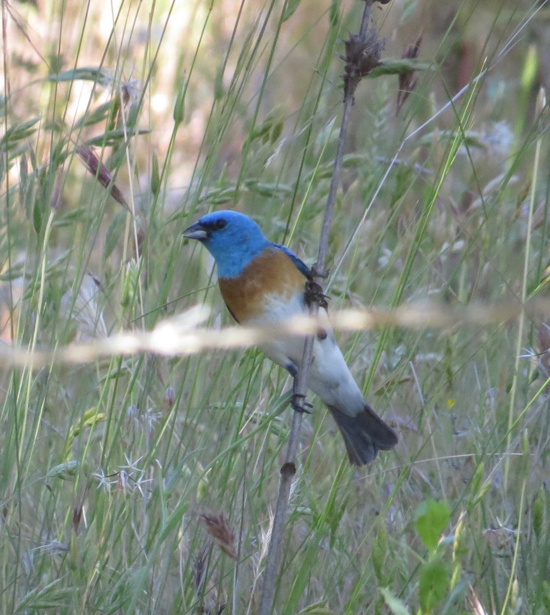 Lazuli Bunting - ML56742421