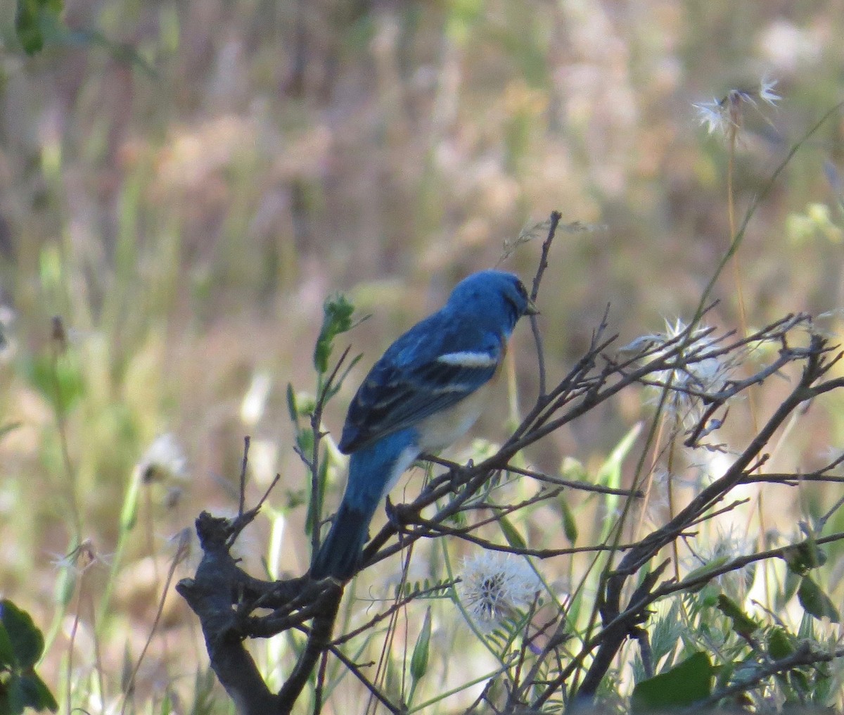 Lazuli Bunting - ML56742441