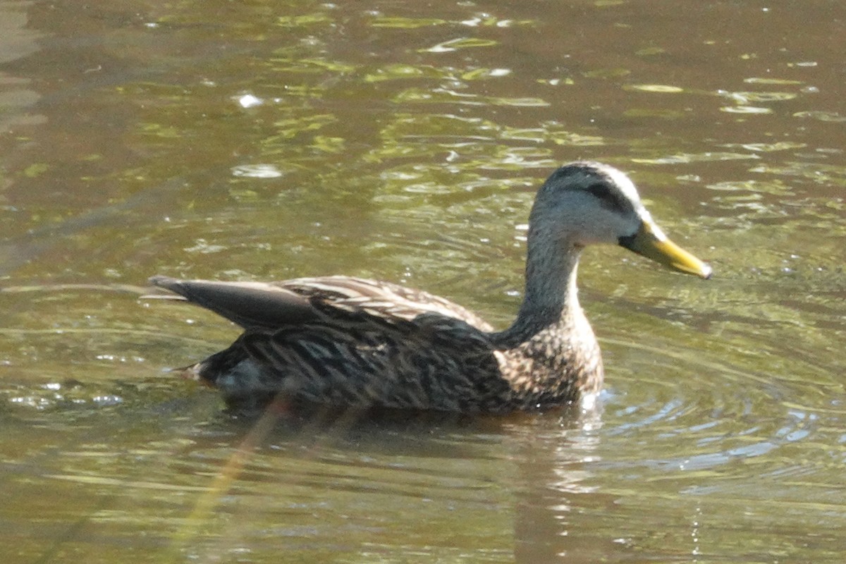 Mottled Duck - Scott Stafford