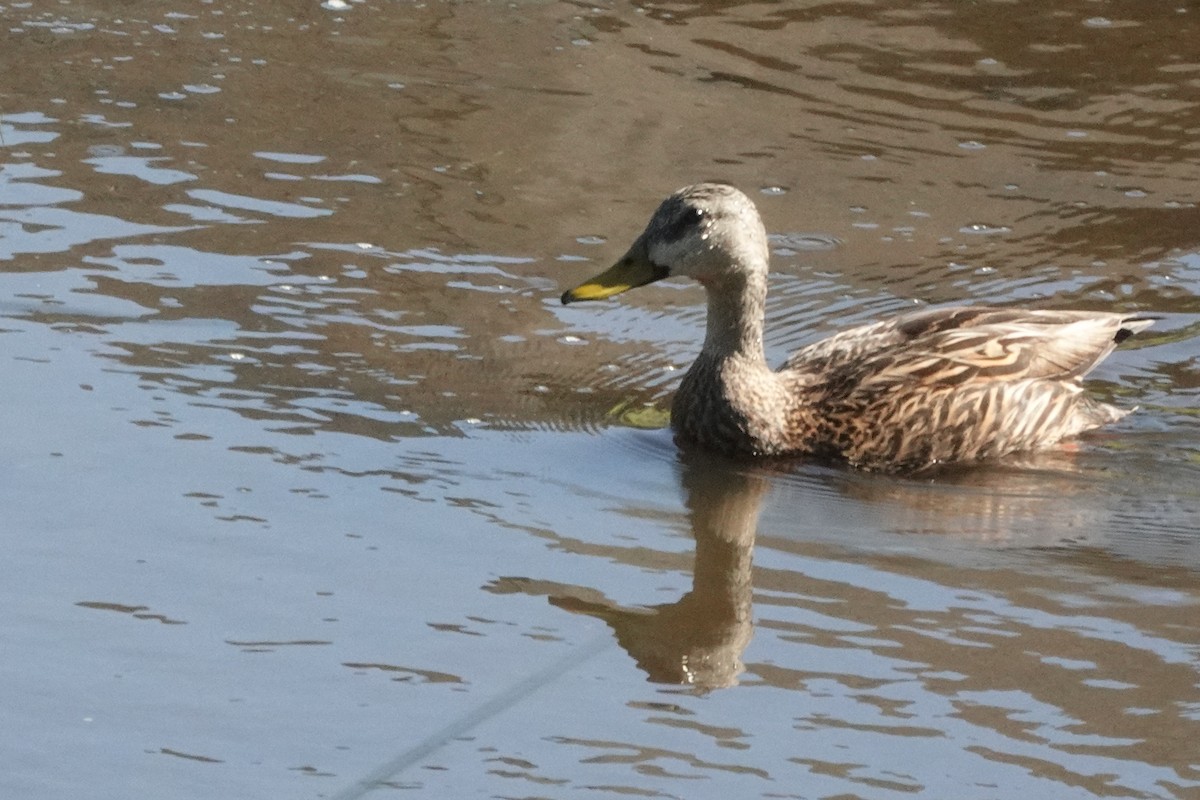 Mottled Duck - ML567425291