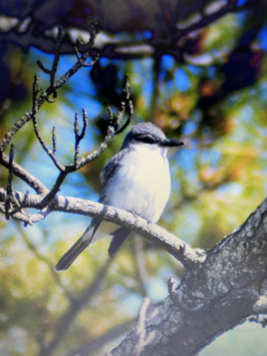 Gray Kingbird - Al Della Bella