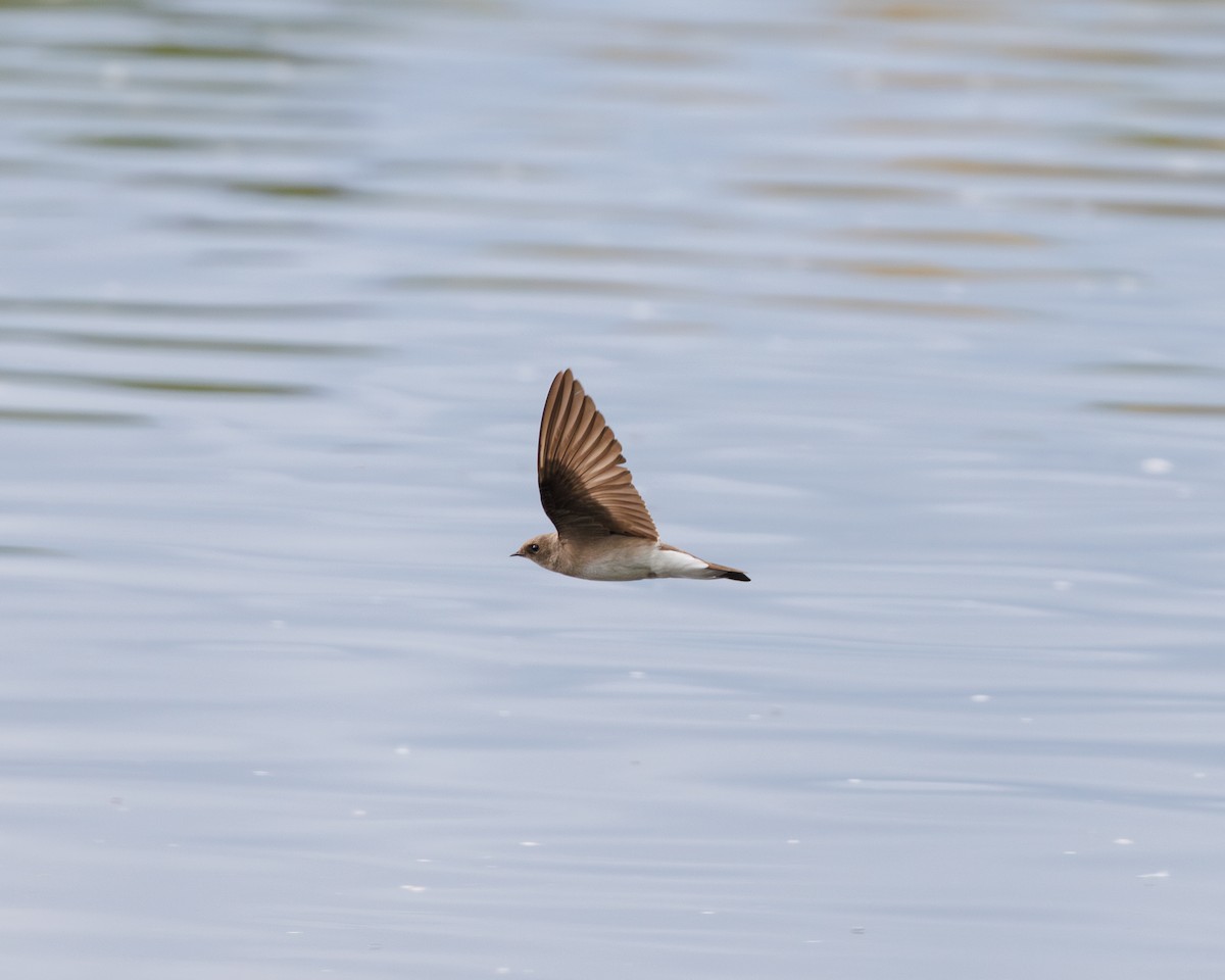 Northern Rough-winged Swallow - Austin Johnson