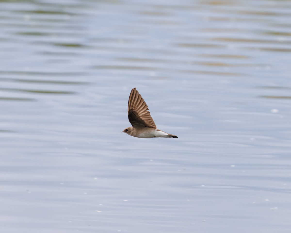 Hirondelle à ailes hérissées - ML567426121