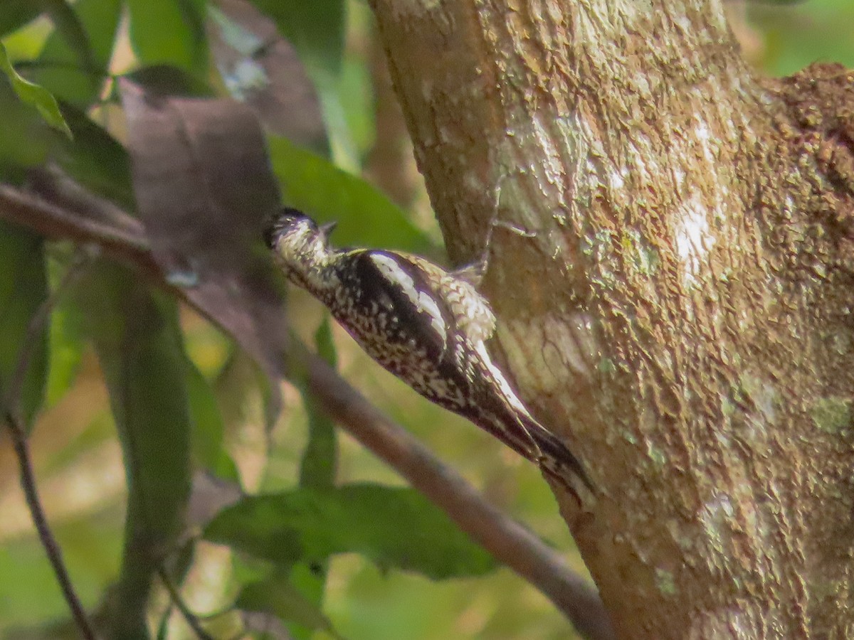 Yellow-bellied Sapsucker - ML567426151