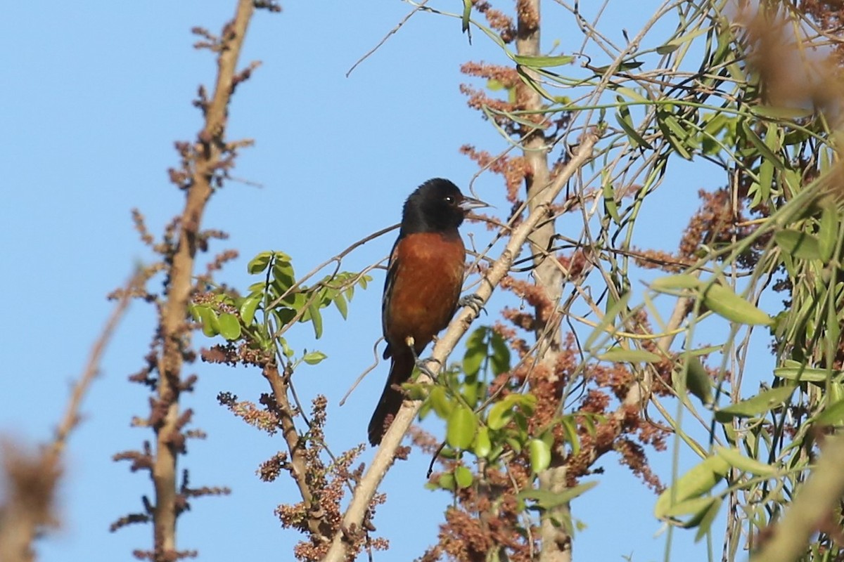 Oriole des vergers - ML567426521