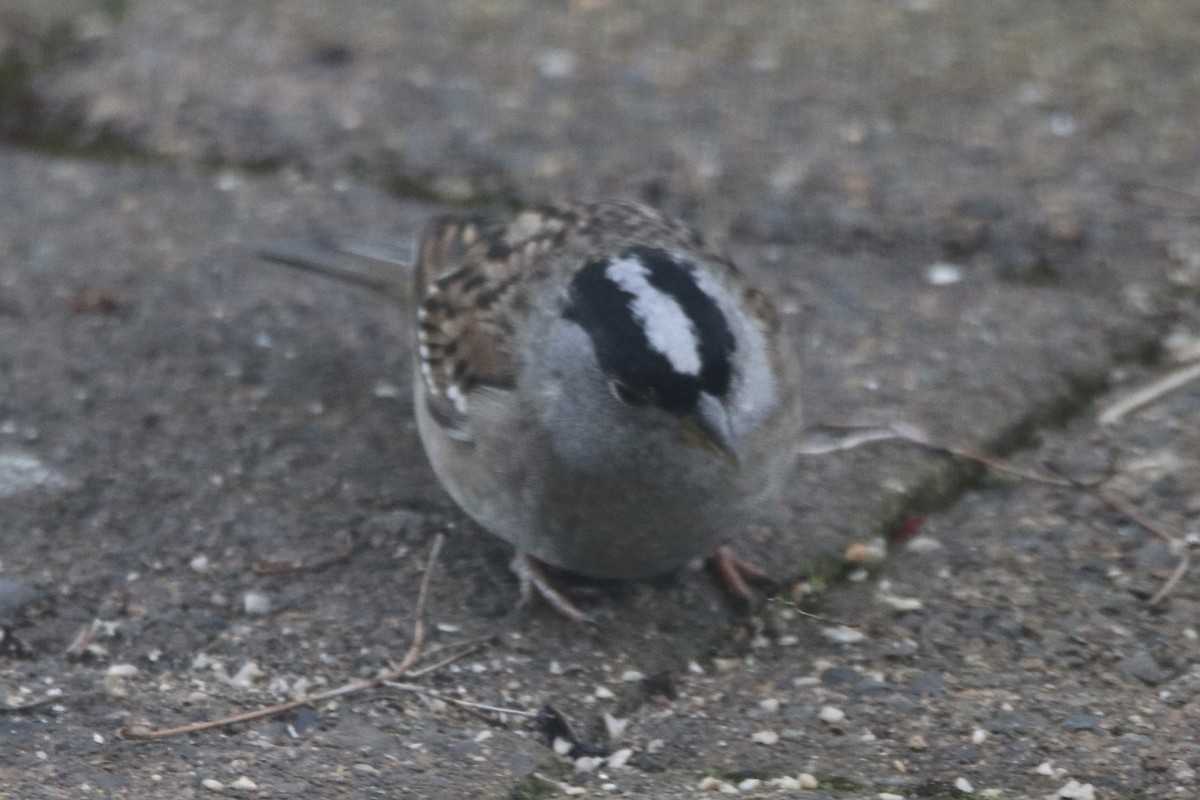Zonotrichia sp. - ML567428321