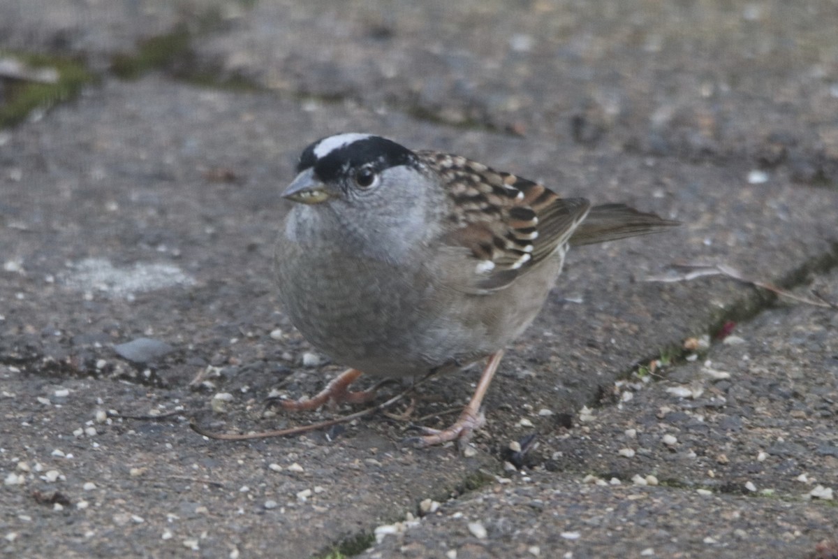 Zonotrichia sp. - ML567428341