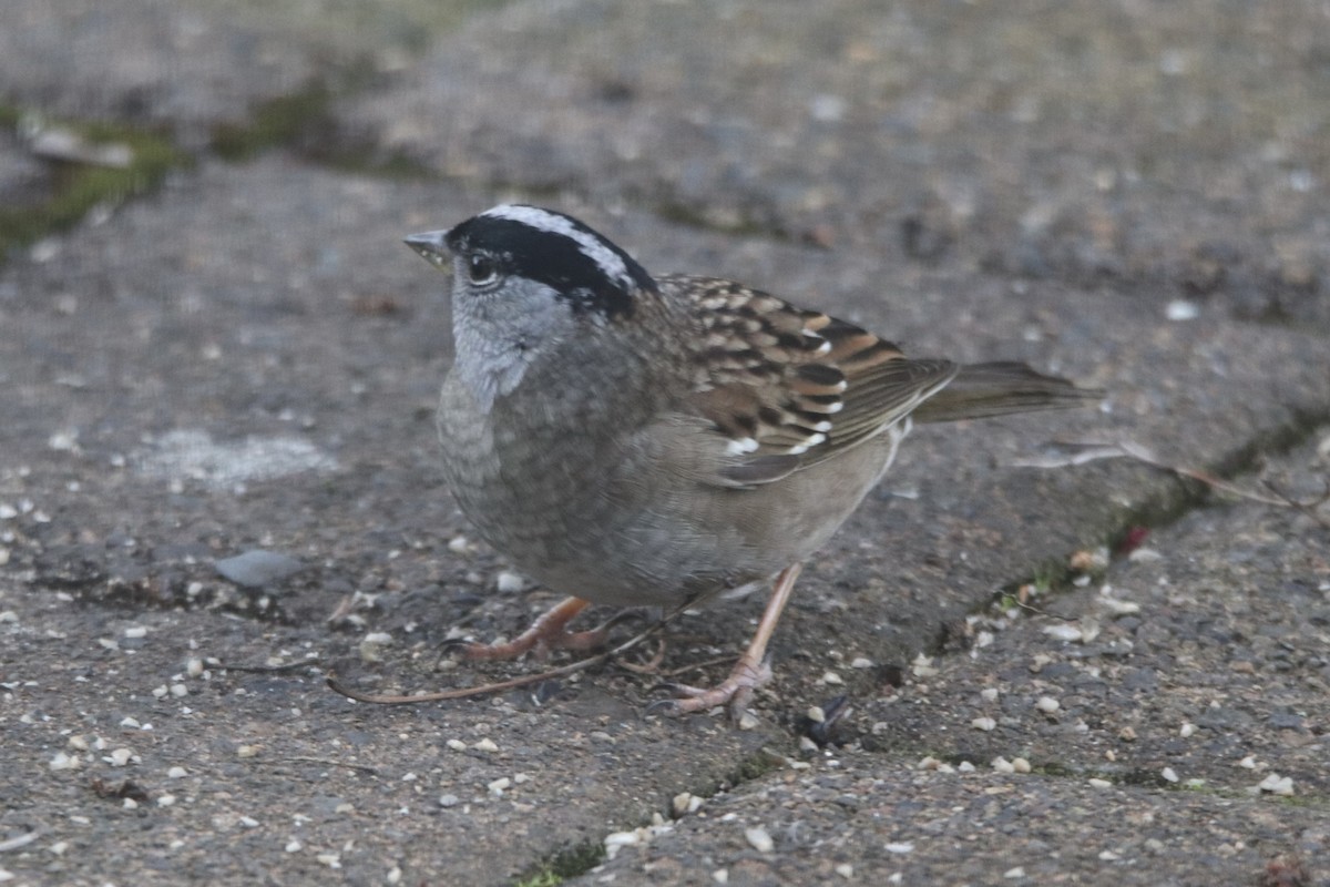 Zonotrichia sp. - ML567428361