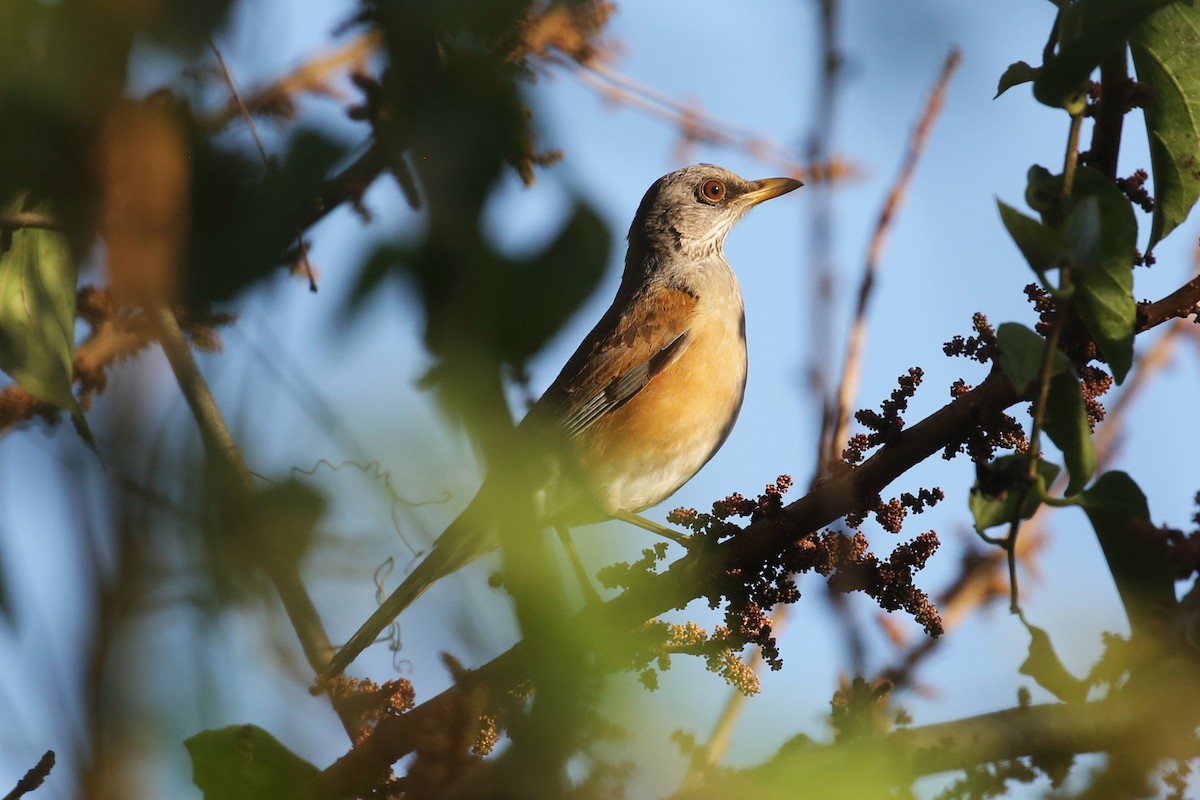 Rufous-backed Robin - ML567428541