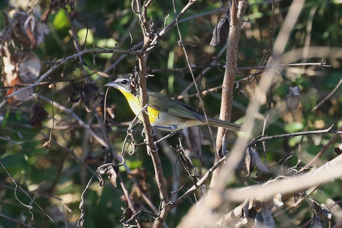 Yellow-breasted Chat - Charles Davies