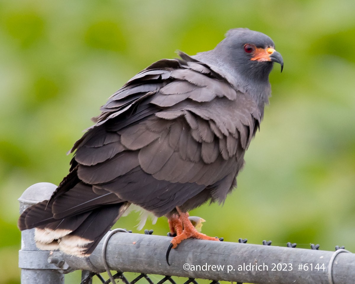 Snail Kite - andrew aldrich