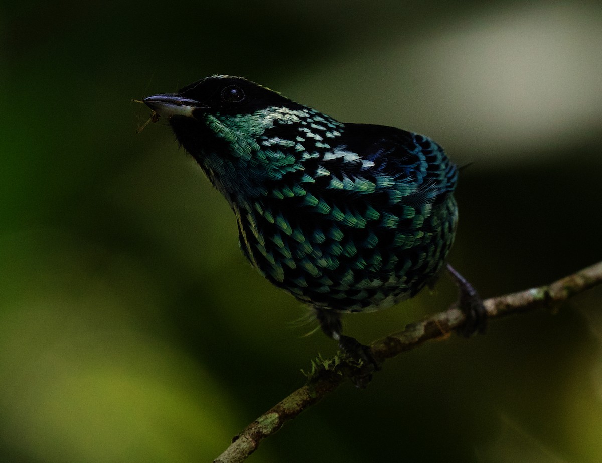 Beryl-spangled Tanager - David Ascanio