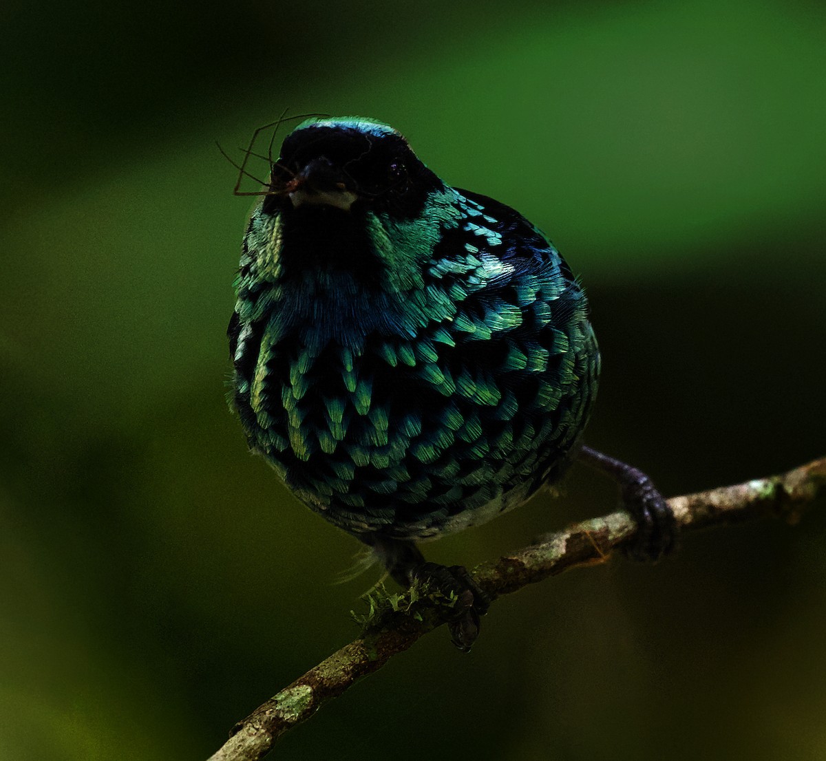 Beryl-spangled Tanager - David Ascanio