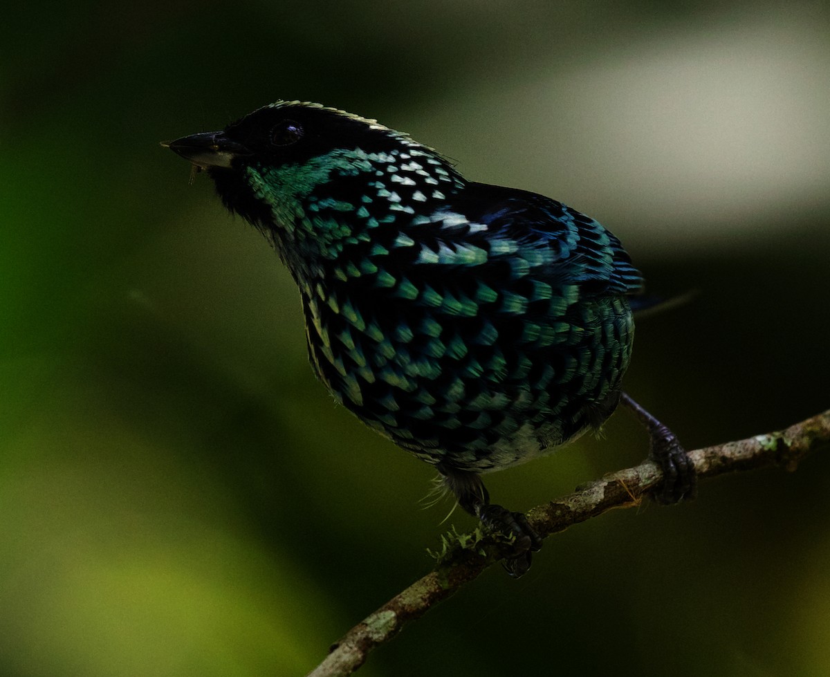 Beryl-spangled Tanager - David Ascanio