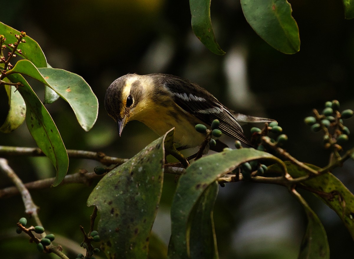 Blackburnian Warbler - David Ascanio