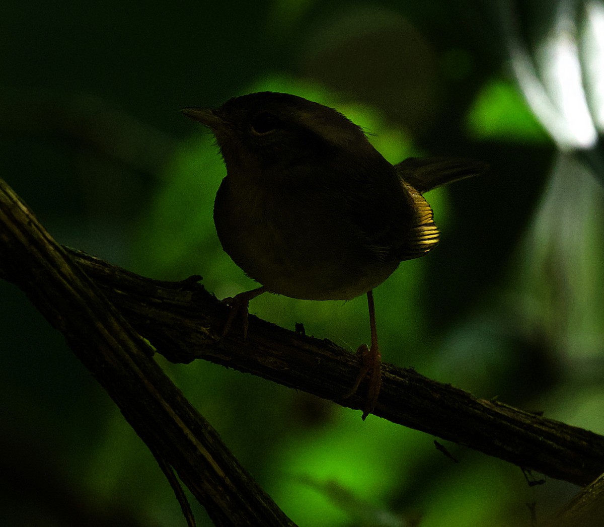 Three-striped Warbler - David Ascanio