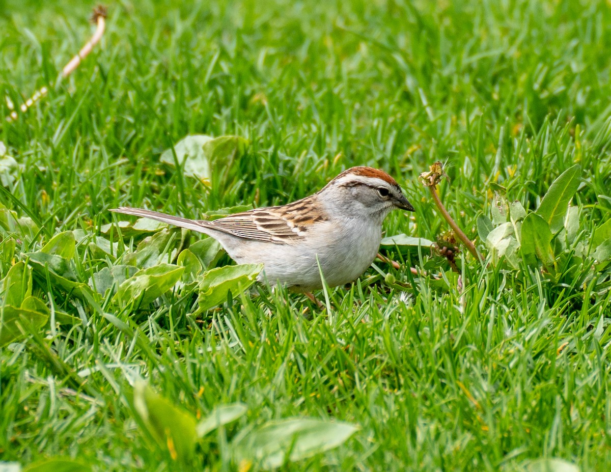 Chipping Sparrow - ML567430091