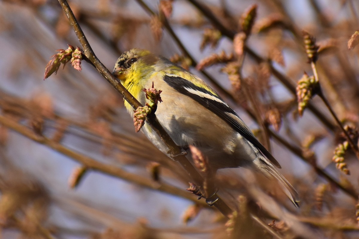 American Goldfinch - ML567431211