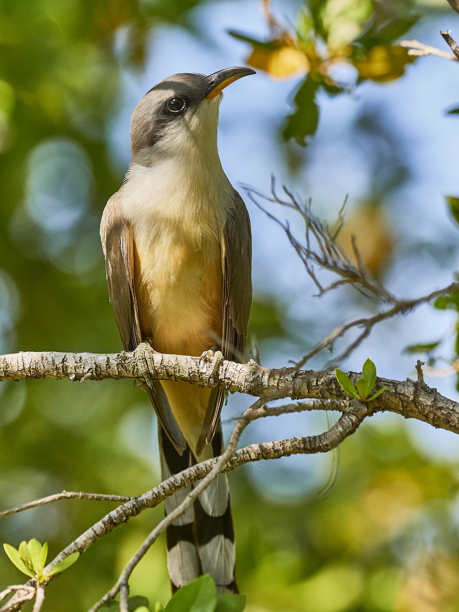 kukačka mangrovová - ML567431961