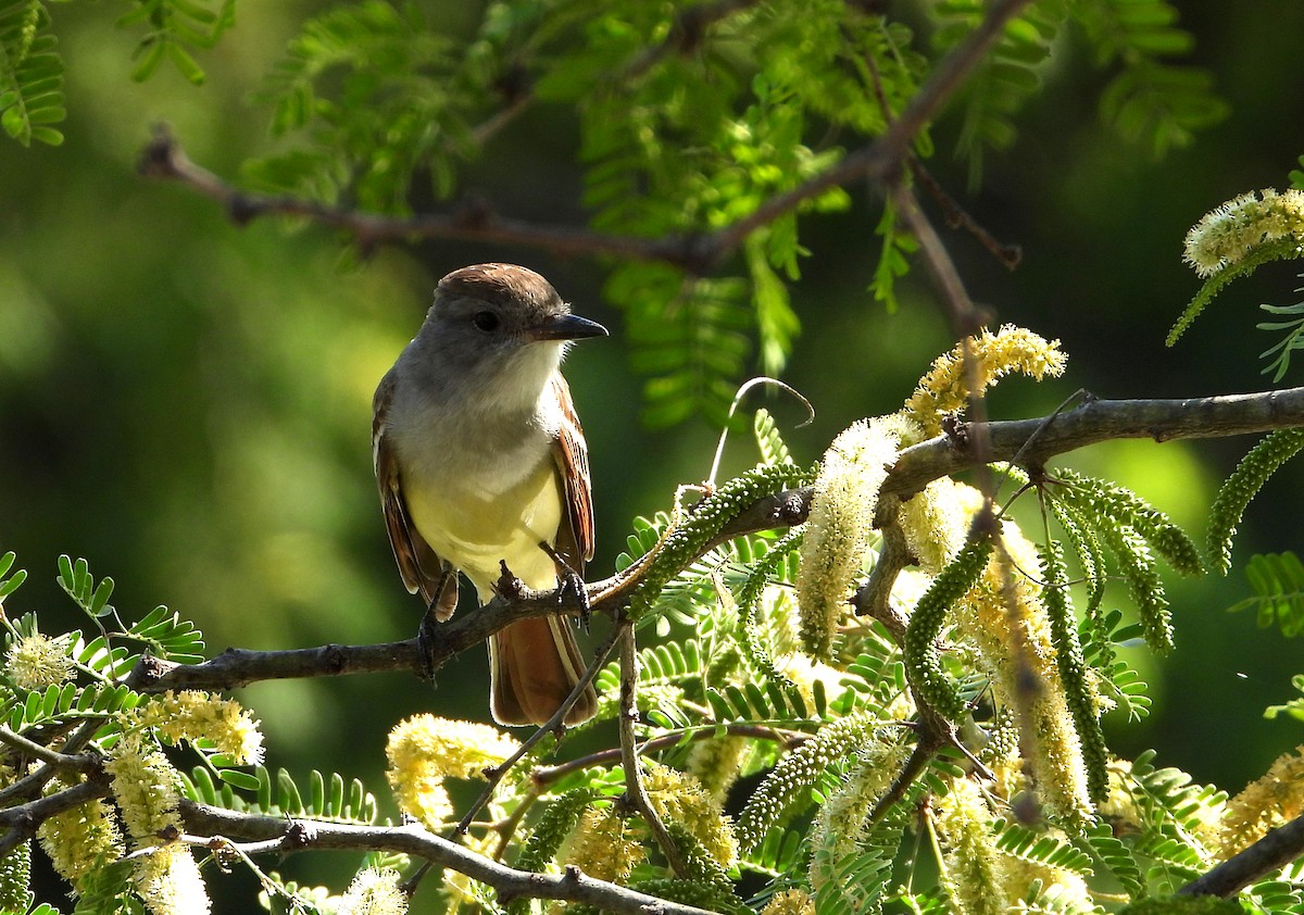 Brown-crested Flycatcher - ML567432391