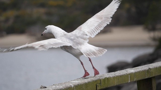 goéland sp. (Larus sp.) - ML567433091