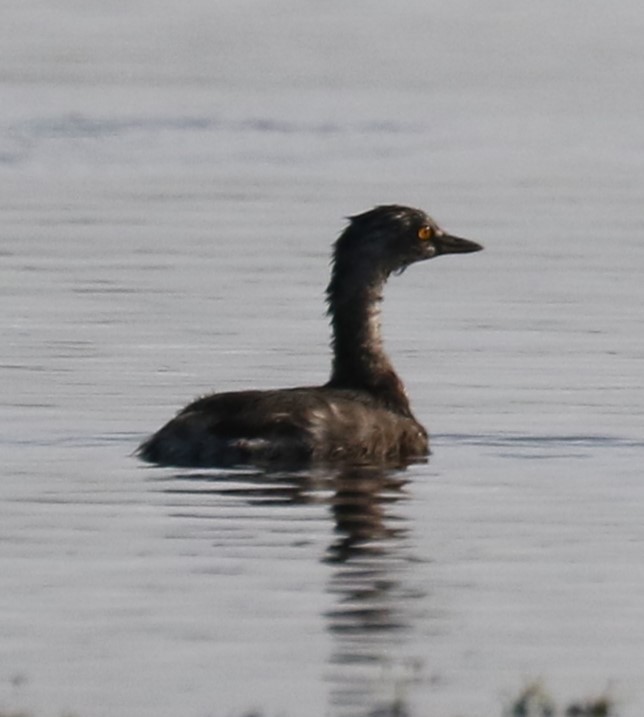 Least Grebe - ML567433121