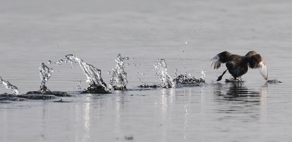 Least Grebe - ML567433131
