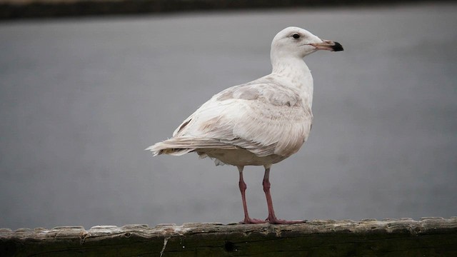 Gaviota (Larus) sp. - ML567433141