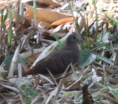 Blue Ground Dove - ML567433761