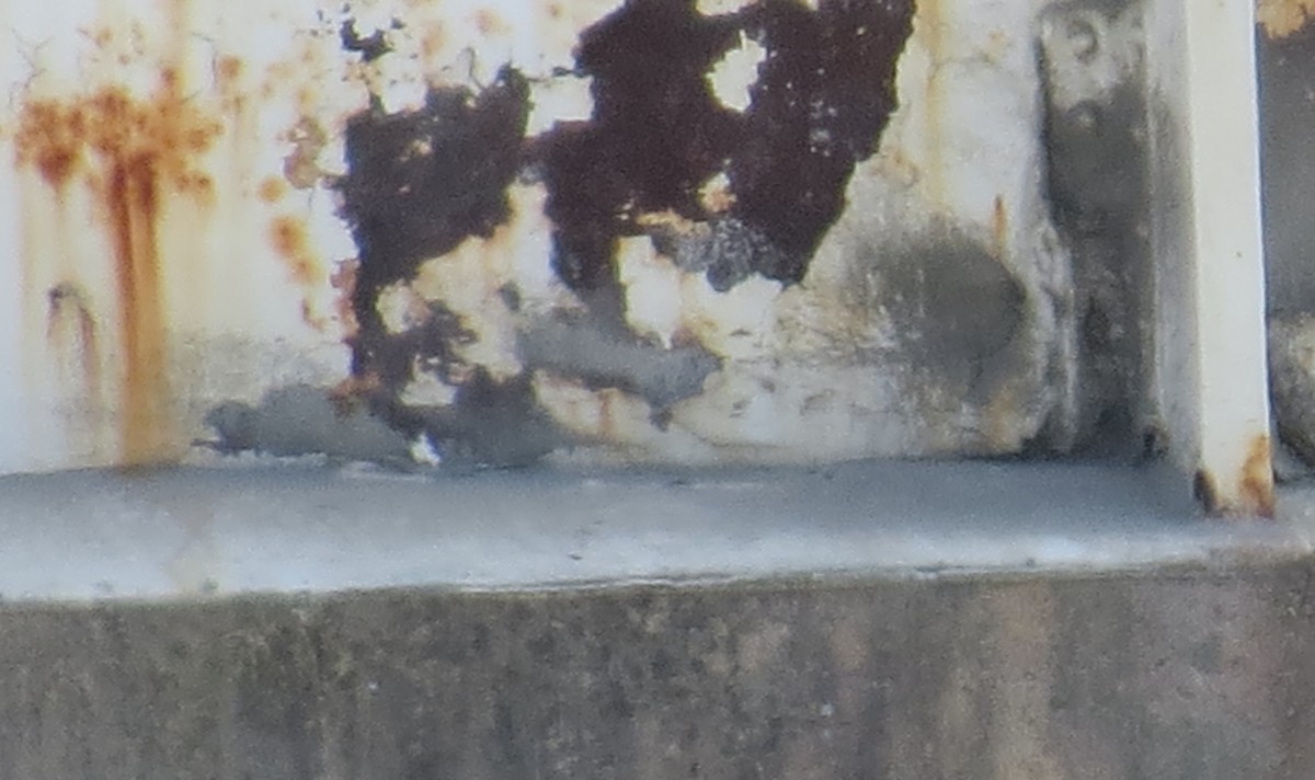 Peregrine Falcon - ML567434701